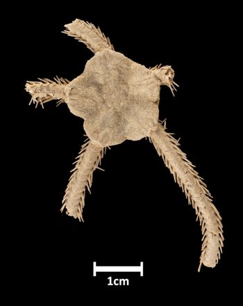 Media type: image;   Invertebrate Zoology OPH-1111 Aspect: dorsal